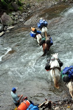 horses carry gear across river on Cabecar Trail hike