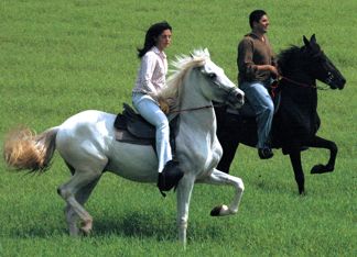 Costa Rica horseback on pasofino horses Serendipity horseback