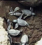 Sea turtle hatchlings ready to swim