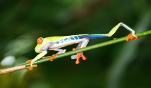 Costa Rica tree frog.