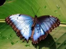 Blue Morpho butterfly in Costa Rica