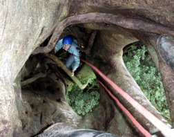 Climbing inside Joseph, ancient ficus tree