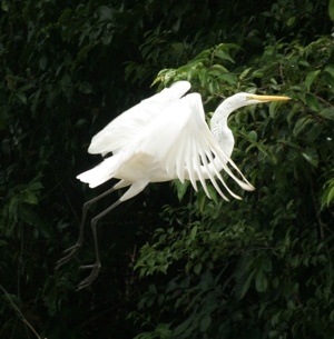Giant egret takes flight