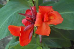red canna lilies blooming in costa rica
