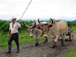 Many farmers still use oxen to plow their fields and horses are still a primary mode of transportation in Costa Rica for campasinos.