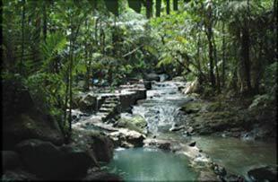 tropical vegetation surrounds the Tabacon hot springs in Costa Rica