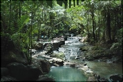 Serendipity's favorite hot springs in the jungle.