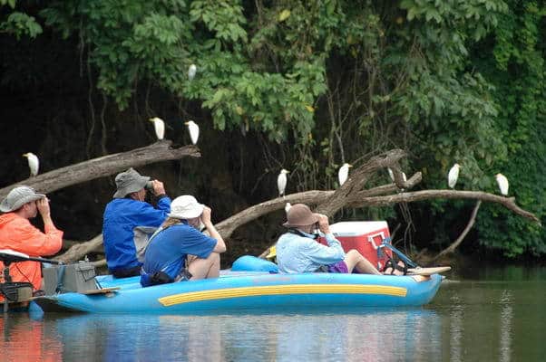 egrets pose for a private bird watching tour on the Rio Frio in costa rica