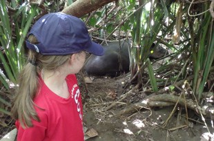 Little girl watching a tapir, custom Costa Rica Wildlife vacation