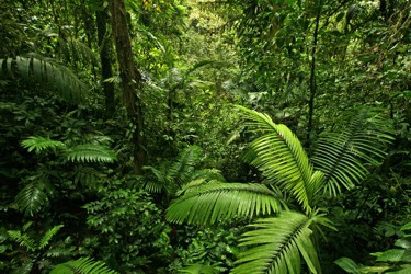 lush vegetation in Costa Rica Rain Forest adventure