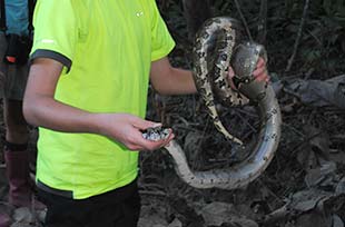 Boy holding a wild boa constrictor for guests on a private guided tour in costa rica