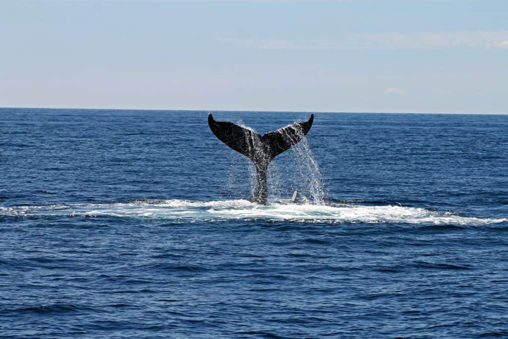 A whale tail breaking the surface of the ocean