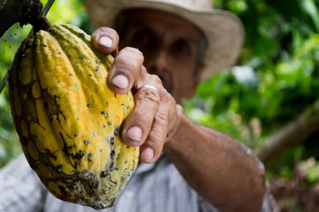 Man reaching for a yellow cacao fruit