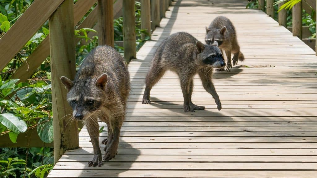 raccoons on a wooden walkway in manuel antonio national park