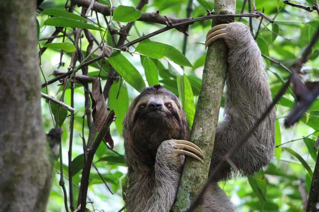 a three-toed sloth climbing a tree branch