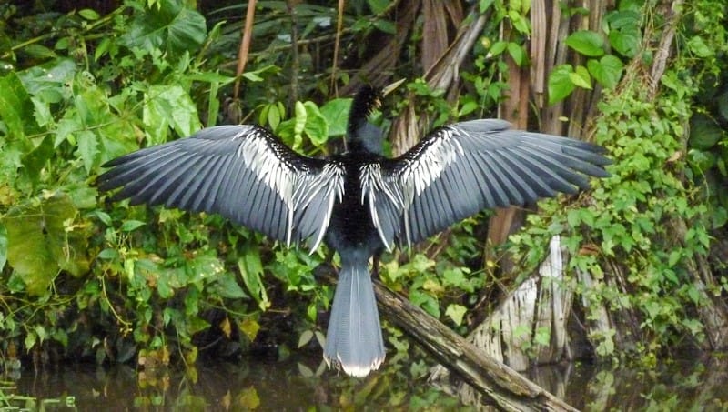A heron spreading its wings displaying black white and grey feathers