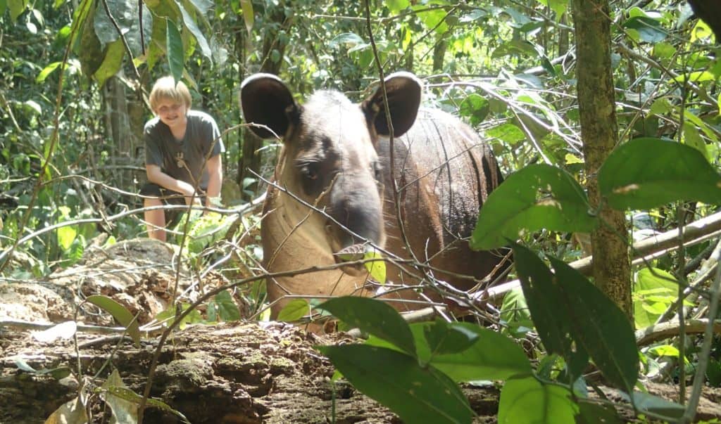 A tapir in Corcovado National Park with a boy observing in the background.