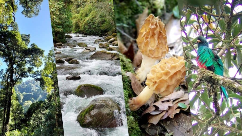 visit highlights from san gerardo de dota including cloud forest, savegre river, mushrooms and birdwatching