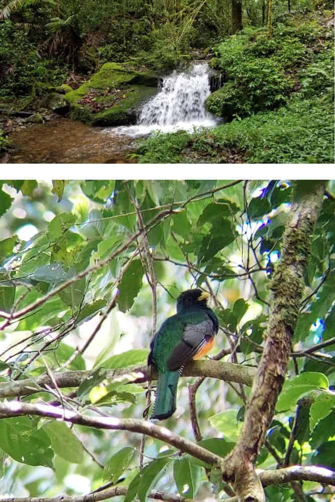 a small waterfall and bird species found in the cloud forest 