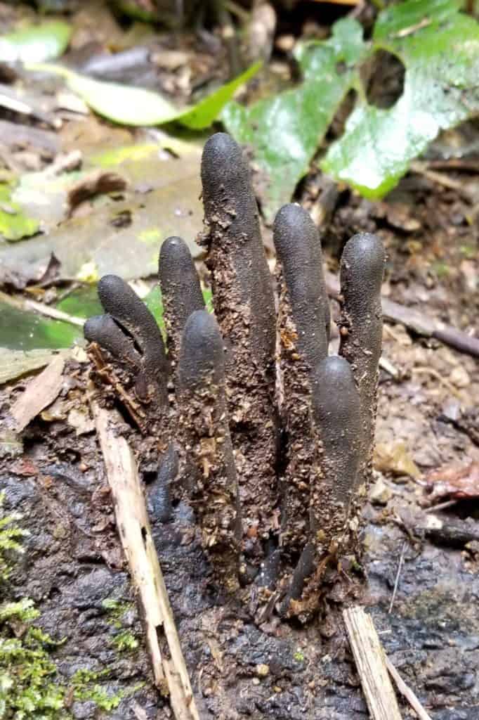 Dead Man's Fingers mushrooms found on a hike in San Gerardo de Dota