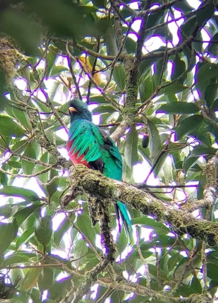 a resplendent quetzal spotted through a monocular in costa rica