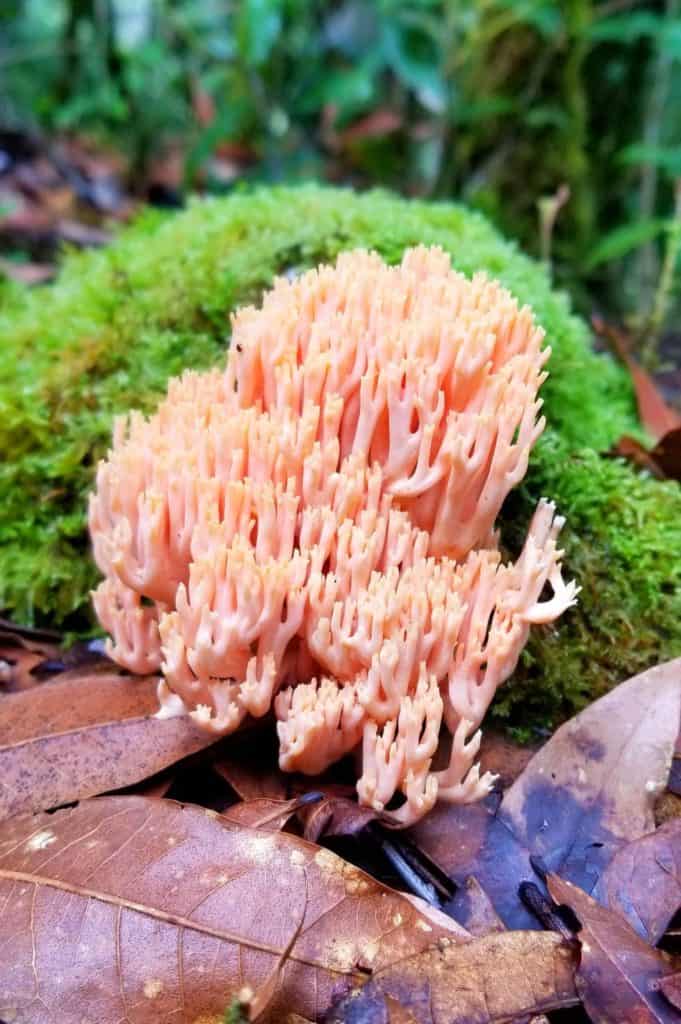 amanita muscaria mushroom found on a hike in San Gerardo de Dota
