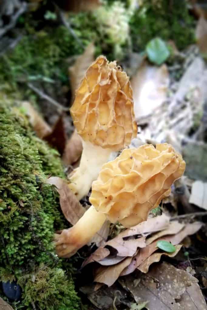 morel mushrooms found on a hike in San Gerardo de Dota