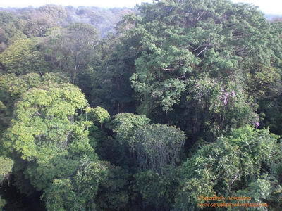Fantastic view on the rainforest