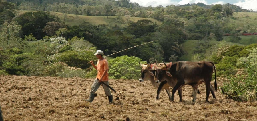 a costa rican farmer ploughing his land with two bulls