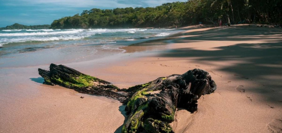 a piece of drift wood washed up on a sandy beach on the caribbean coast of costa rica
