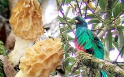 Exploring San Gerardo de Dota: A Hidden Gem in Costa Rica