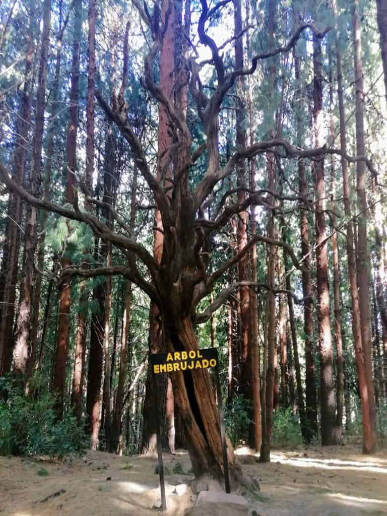 the 'Arbol Embrujado' or witch tree in Prusia Forest