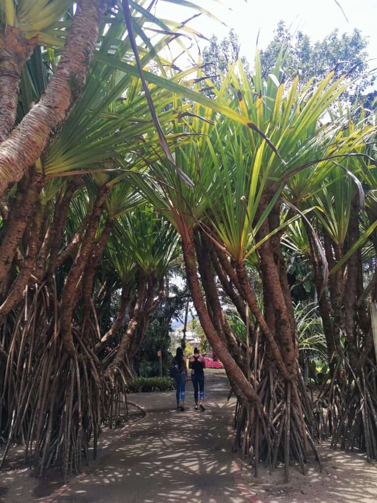 two people walking underneath a canopy of walking palms