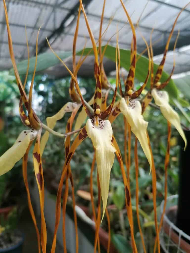 exotic orchids at Lankester Botanical Gardens