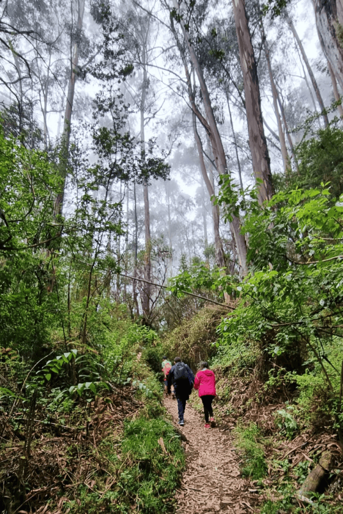hiking trail in Prusia Forest