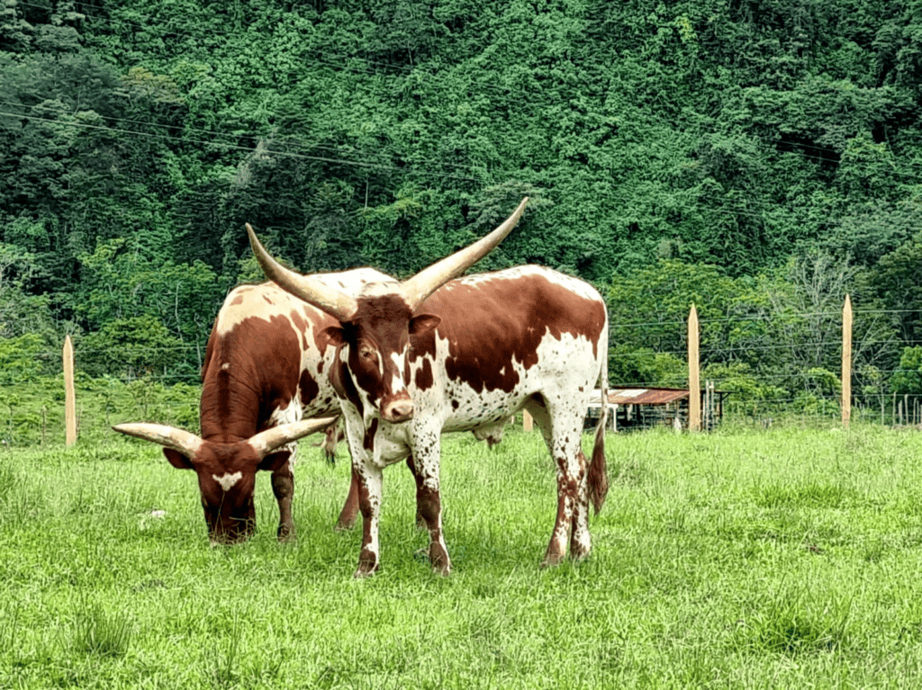 Watusi cattle at Hacienda Orosi