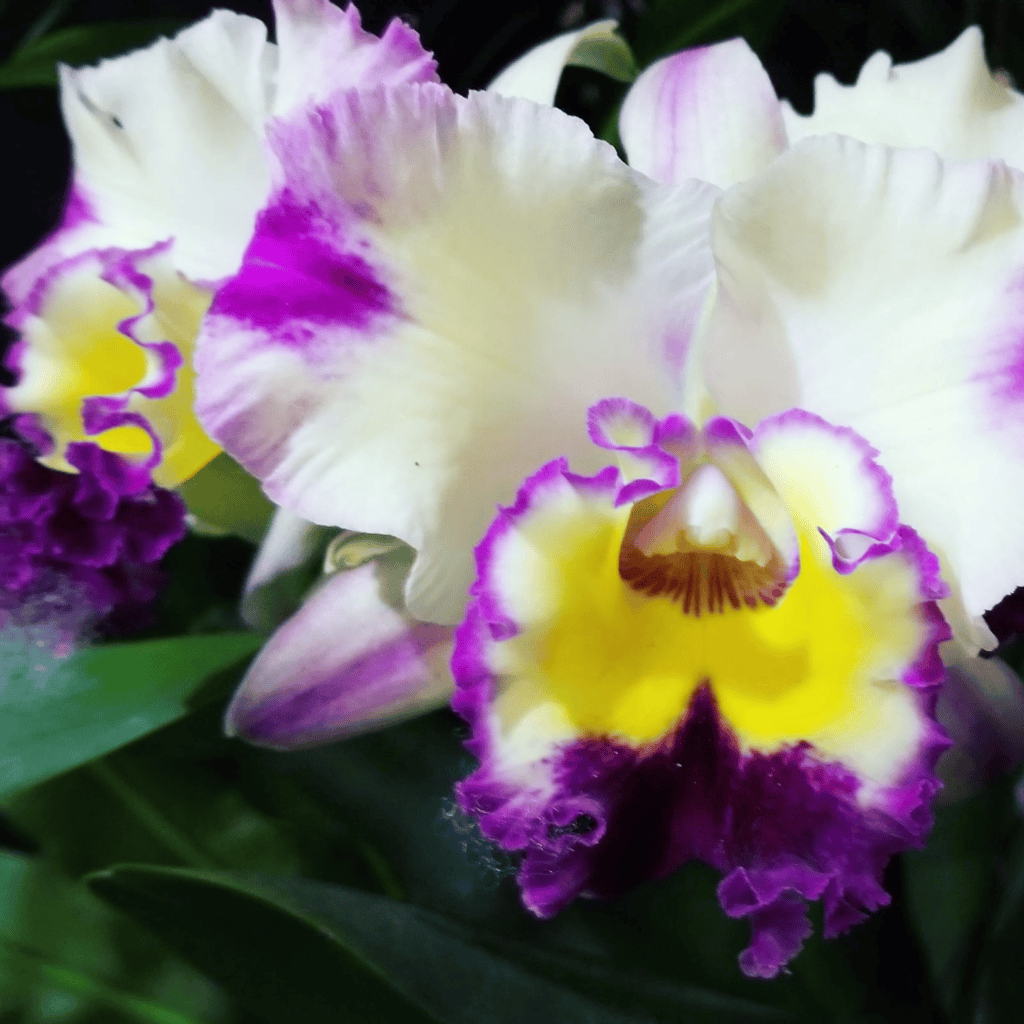 white, yellow and purple orchids at Lankester Botanical Gardens