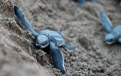 Sea Turtles in Costa Rica: When and Where to Find Them