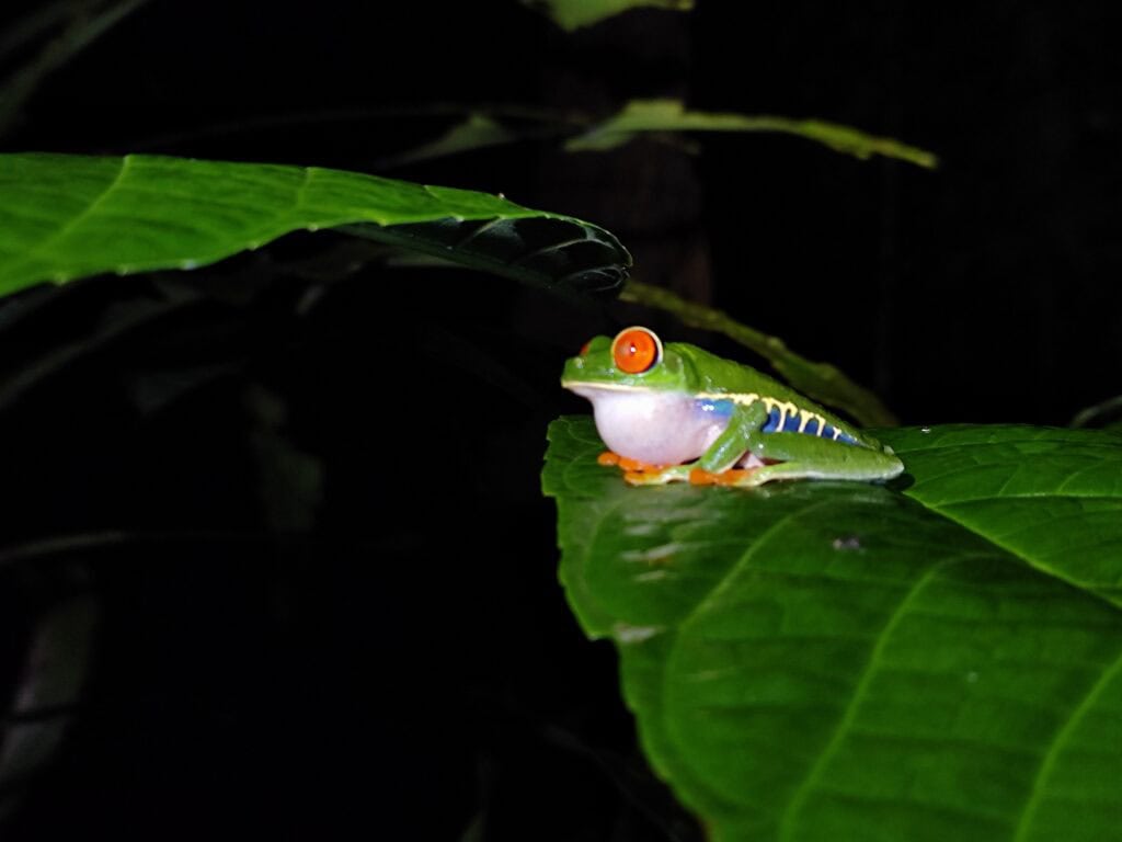 A red-eyed tree frog during a night walk at Arenal Oasis in Costa Rica