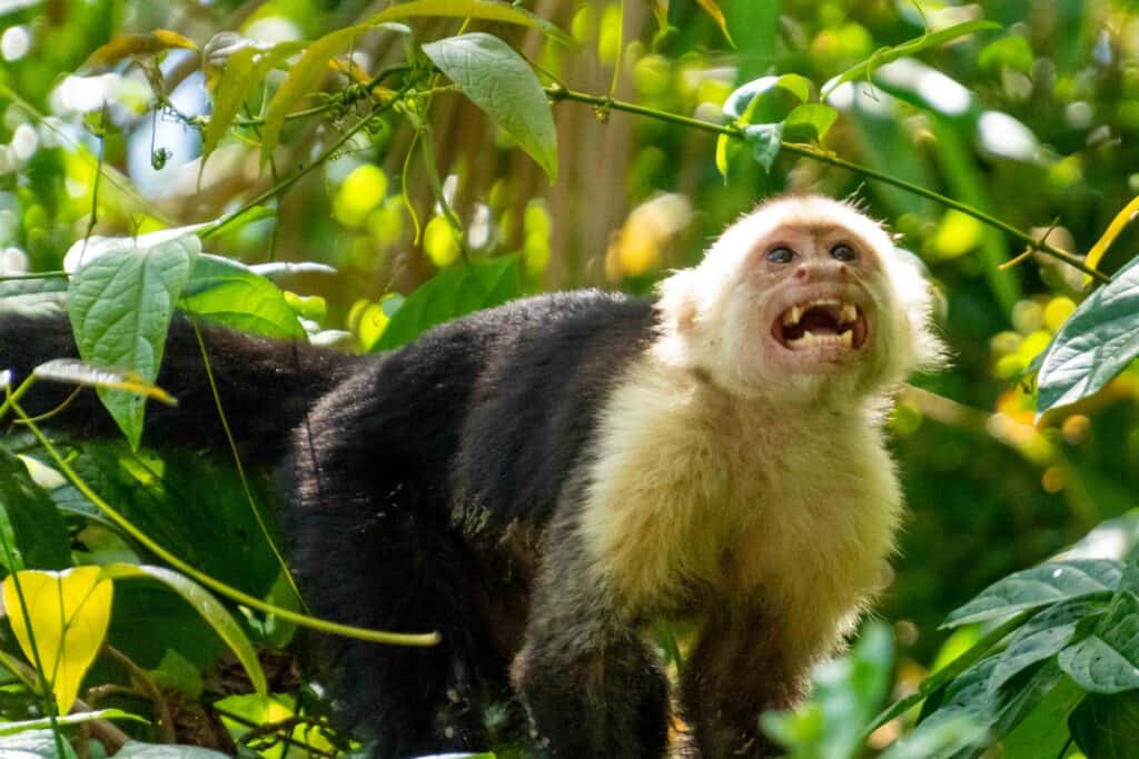 A white-faced monkey showing its teeth on a wildlife tour in Costa Rica