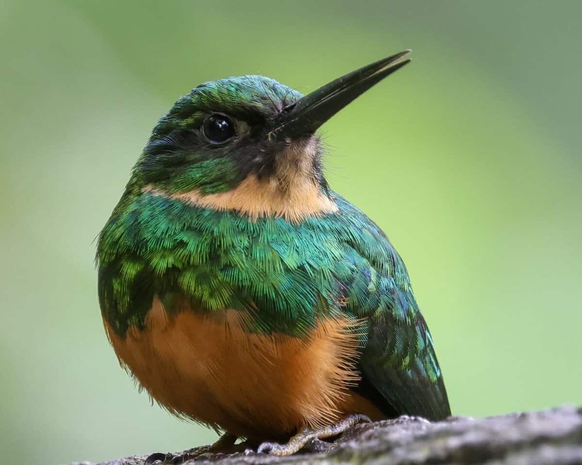 Nature and wildlife in Costa Rica